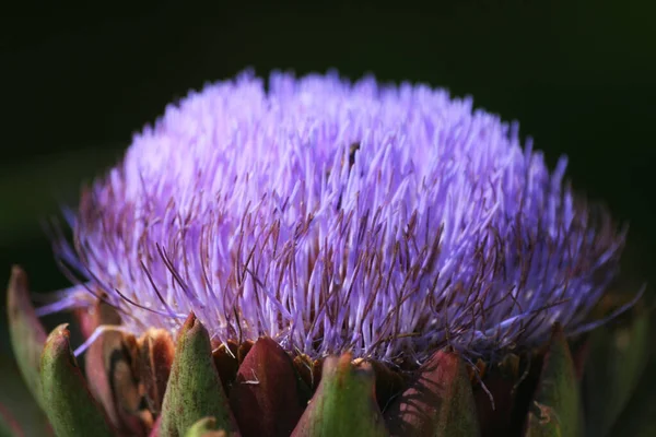 Ανθισμένα Purple Αγκινάρα Καλλιέργεια Στον Κήπο Θολή Φόντο — Φωτογραφία Αρχείου