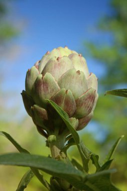 Bulanık Yeşil Arkaplanı olan Bahçedeki Enginar
