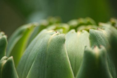 Bulanık Yeşil Arkaplanı olan Bahçedeki Enginar