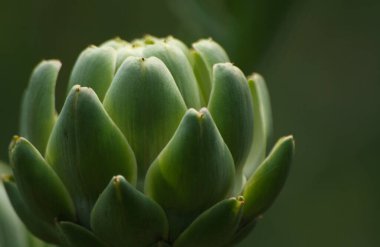 Bulanık Yeşil Arkaplanı olan Bahçedeki Enginar