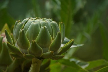 Bulanık Yeşil Arkaplanı olan Bahçedeki Enginar