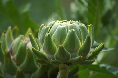 Bulanık Yeşil Arkaplanı olan Bahçedeki Enginar