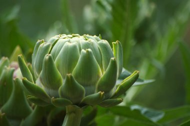 Bulanık Yeşil Arkaplanı olan Bahçedeki Enginar