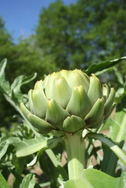 Alcachofa Jardín Con Fondo Verde Borroso — Foto de Stock