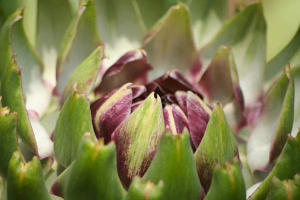 Artichoke Garden Blurred Green Background — Stock Photo, Image