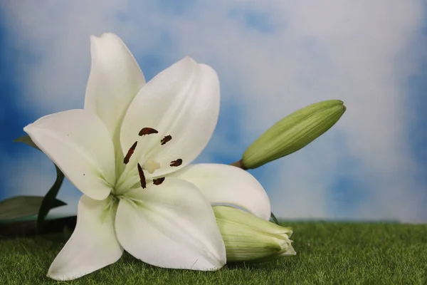 Branco Páscoa Lily Closeup Raso Dof — Fotografia de Stock