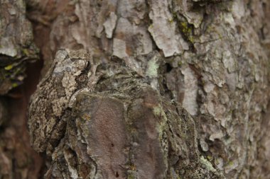 Doğu Teksas 'taki çam ağacında Gri Ağaç Kurbağası Hyla chrysoscelis