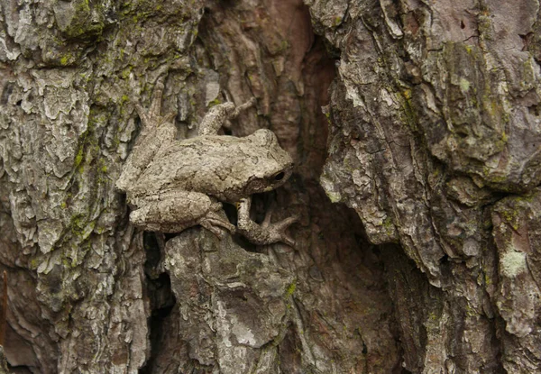 テキサス東部の松の木の上の灰色の木のカエルのヒラの菊 — ストック写真