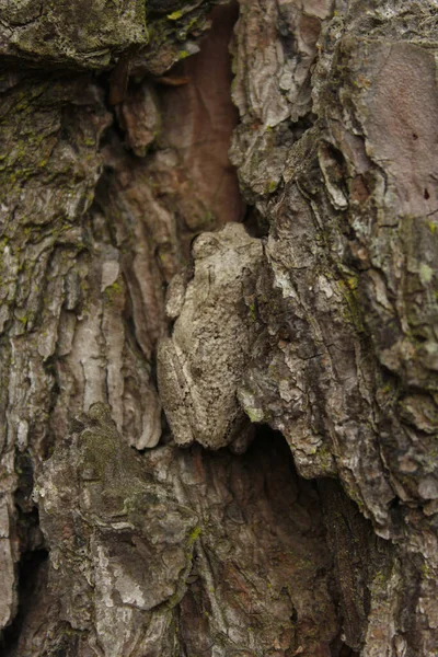 Серый Лягушонок Hyla Chrysoscelis Сосне Восточном Техасе — стоковое фото