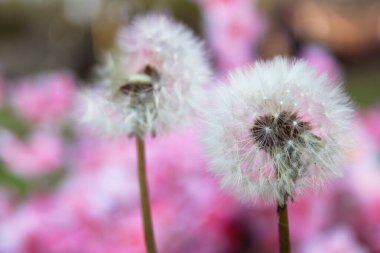 Bahar mevsiminde Karahindiba Çiçek Tohumu Başında Pembe Arkaplan
