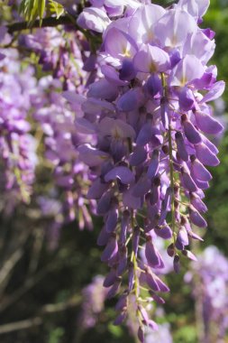 Baharda Mor Salkımlar Fabaceae Luguminosae Bahçesinde