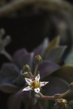 Piliçler ve Tavuklar Yetimhanesi. Echeveria zarafetini kapatın.