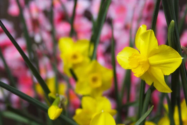 Narcisos Amarillos Jardín Primavera Con Flores Rosas Fondo —  Fotos de Stock