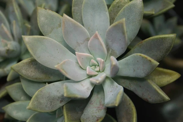 Hönor Och Kycklingar Krukväxt Närbild Echeveria Elegans — Stockfoto