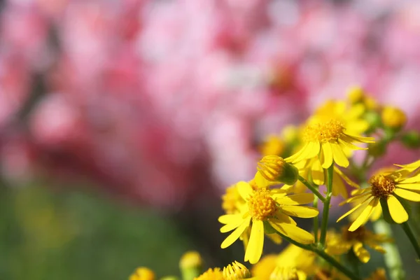 Cressleaf Groundsel Żółte Kwiaty Packera Glabella Lecie Łąka — Zdjęcie stockowe