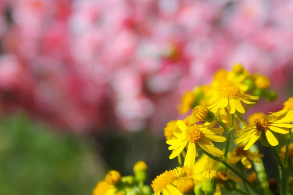 Cressleaf Groundsel Żółte Kwiaty Packera Glabella Lecie Łąka — Zdjęcie stockowe