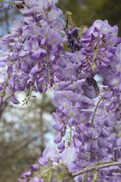 Fioletowa Wisteria Sprintime Fabaceae Luguminosae Ogrodzie — Zdjęcie stockowe