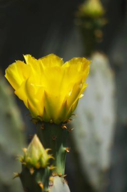 Dikenli Armut Kaktüsü Çiçekli