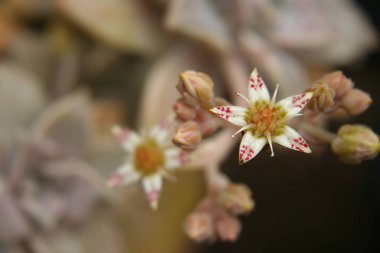 Piliçler ve Tavuklar Yetimhanesi. Echeveria zarafetini kapatın.