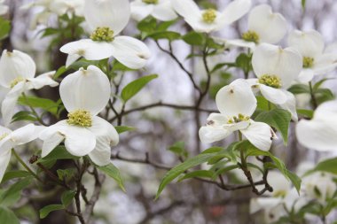 Beyaz Dogwood Ağacı tam çiçeklenmiş Cornus Florida