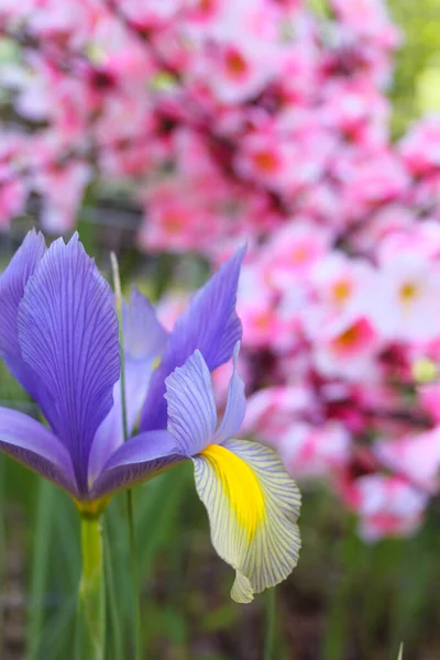 Íris Roxa Jardim Primavera Com Flores Cor Rosa Fundo — Fotografia de Stock