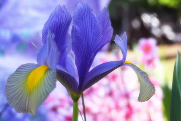 Purple Iris Spring Garden Pink Flowers Foundation — стоковое фото