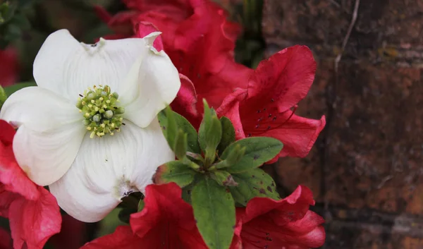 Vit Hund Träd Full Blom Cornus Florida — Stockfoto