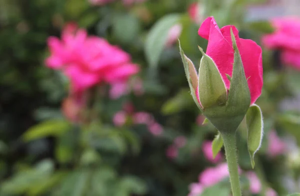 Rosas Rosa Crescendo Jardim Raso Dof — Fotografia de Stock