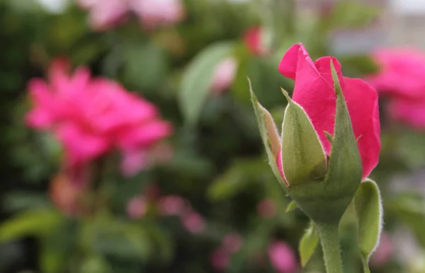 Rosas Rosa Crescendo Jardim Raso Dof — Fotografia de Stock