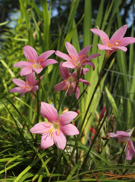 Lluvia Rosa Lirios Zephyranthes Carinata Aire Libre Bllom — Foto de Stock