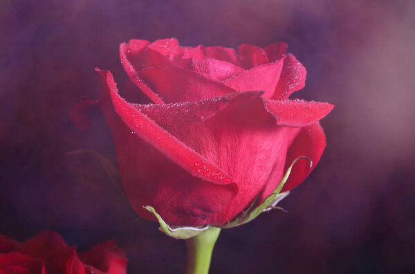 Rose with Dramatic Lighting and Dark Background