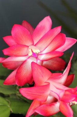 Pembe Çiçekli Noel Kaktüsü S. truncata