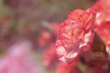 Karanfiller, mor çiçekli Dianthus carophyllus.