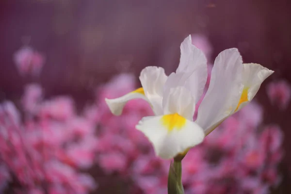 Bílá Duhovka Jarní Zahradě Růžovou Bokeh Mělké Dof — Stock fotografie