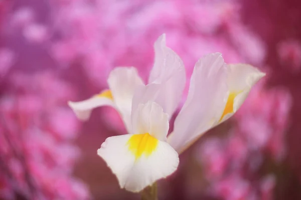 Íris Branca Jardim Primavera Com Bokeh Rosa Dof Raso — Fotografia de Stock