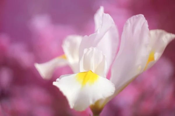 Bílá Duhovka Jarní Zahradě Růžovou Bokeh Mělké Dof — Stock fotografie