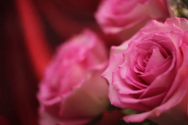 Rose Rose Tendre Sur Fond Bokeh — Photo