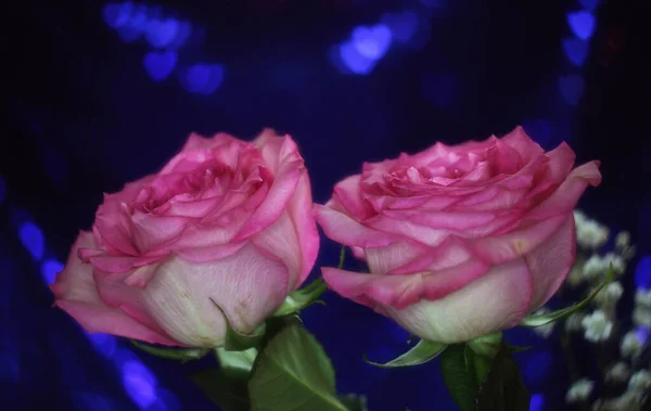 Rosa Rosa Suave Sobre Fondo Azul Bokeh Shallow Dof —  Fotos de Stock