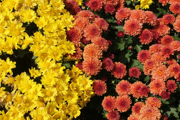 Crisantemos Otoño Amarillo Naranja Fondo — Foto de Stock