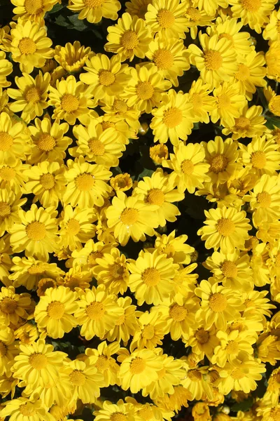 Jaune Vif Automne Chrysanthème Contexte — Photo