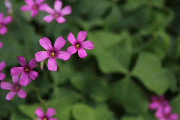 粉红色花的草木索蕾 — 图库照片
