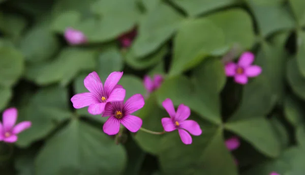 Sorrel Madeira Oxalis Com Flores Cor Rosa — Fotografia de Stock