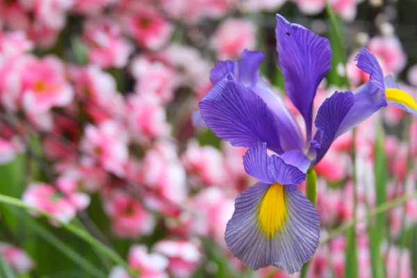 Íris Roxa Jardim Primavera Com Flores Cor Rosa Fundo — Fotografia de Stock