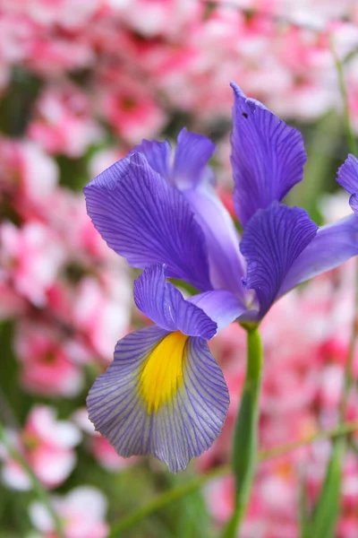 Íris Roxa Jardim Primavera Com Flores Cor Rosa Fundo — Fotografia de Stock