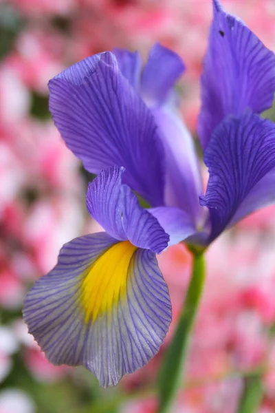 Iris Púrpura Jardín Primavera Con Flores Rosadas Fondo —  Fotos de Stock