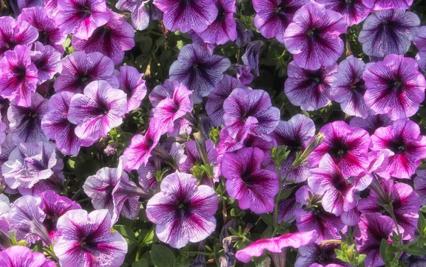 Parlak güneş ışığında Mor Petunyalar