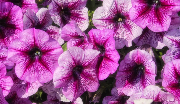 Petunias Púrpuras Luz Del Sol —  Fotos de Stock