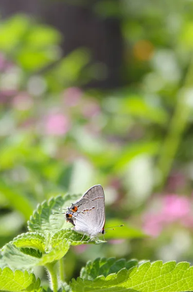 Γκρι Hairstreak Butterfly Strymon Melinus Φύλλα Lantana — Φωτογραφία Αρχείου