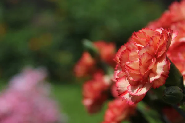 Carnaitions Dianthus Carophyllus Com Flores Roxas — Fotografia de Stock