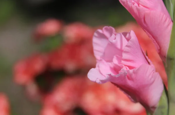 Gladiolus Rosa Com Flores Fundo — Fotografia de Stock